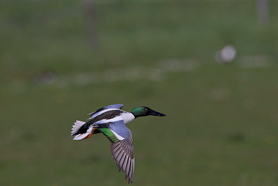 BUITEN BEELD Foto: 23154