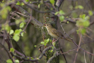 BUITEN BEELD Foto: 23157