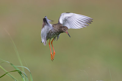 BUITEN BEELD Foto: 23164