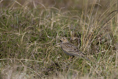 BUITEN BEELD Foto: 23165