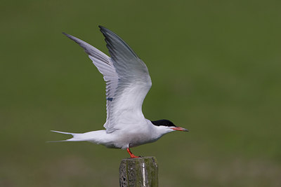 BUITEN BEELD Foto: 23168