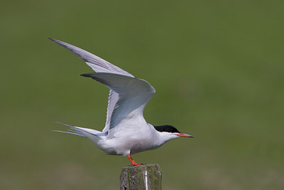 BUITEN BEELD Foto: 23170
