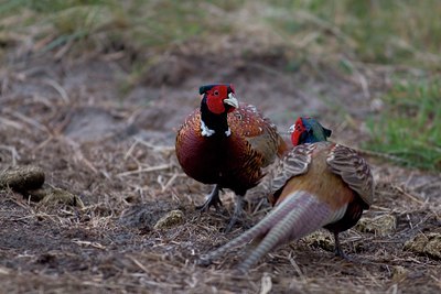 BUITEN BEELD Foto: 23172