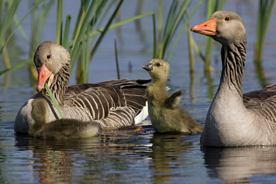 BUITEN BEELD Foto: 23184