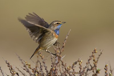 BUITEN BEELD Foto: 23201