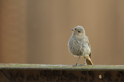 BUITEN BEELD Foto: 23205