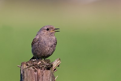 BUITEN BEELD Foto: 23210
