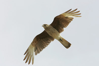 BUITEN BEELD Foto: 23213