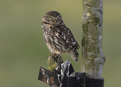 BUITEN BEELD Foto: 23237