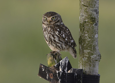 BUITEN BEELD Foto: 23244