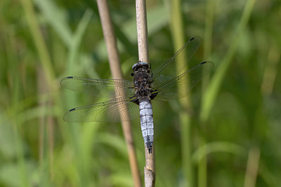 BUITEN BEELD Foto: 23268