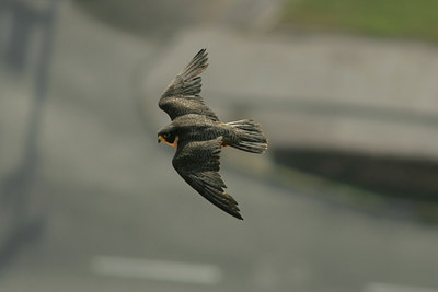 BUITEN BEELD Foto: 23316