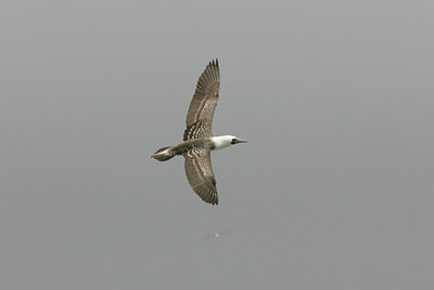 BUITEN BEELD Foto: 23376