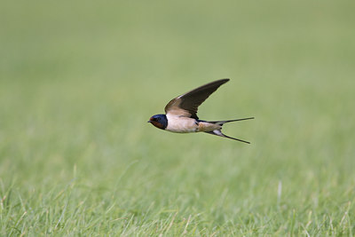 BUITEN BEELD Foto: 23412