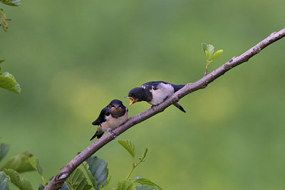BUITEN BEELD Foto: 23415