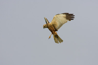 BUITEN BEELD Foto: 23416