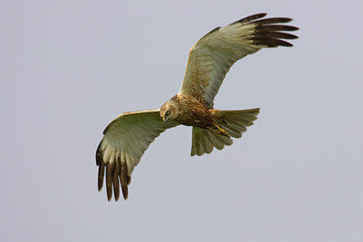 BUITEN BEELD Foto: 23417