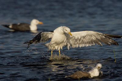BUITEN BEELD Foto: 23421