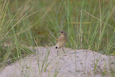 BUITEN BEELD Foto: 23428