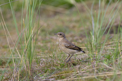 BUITEN BEELD Foto: 23429