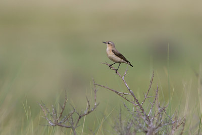 BUITEN BEELD Foto: 23431