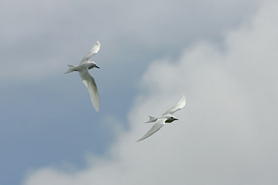 BUITEN BEELD Foto: 23437