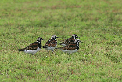 BUITEN BEELD Foto: 23448