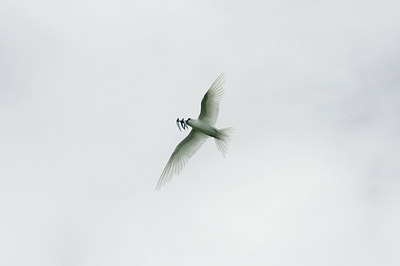 BUITEN BEELD Foto: 23468