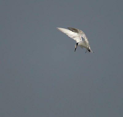 BUITEN BEELD Foto: 23478