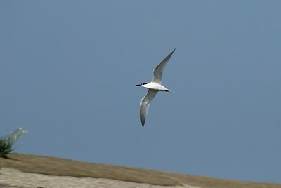 BUITEN BEELD Foto: 23479