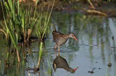 BUITEN BEELD Foto: 23497