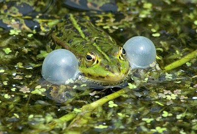 BUITEN BEELD Foto: 23558