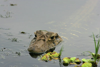 BUITEN BEELD Foto: 23581
