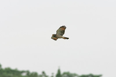 BUITEN BEELD Foto: 23587