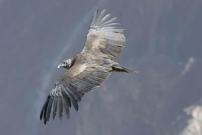 BUITEN BEELD Foto: 23622