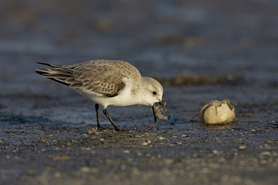 BUITEN BEELD Foto: 23636