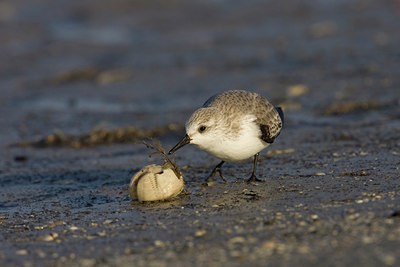 BUITEN BEELD Foto: 23638