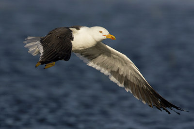 BUITEN BEELD Foto: 23639
