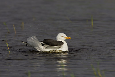 BUITEN BEELD Foto: 23641