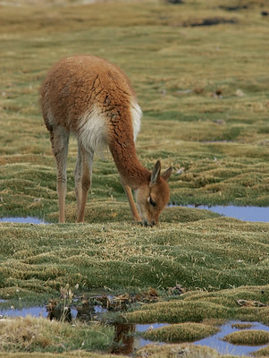 BUITEN BEELD Foto: 23642