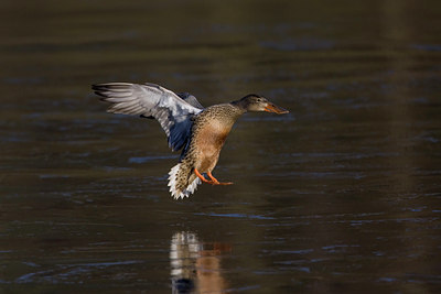 BUITEN BEELD Foto: 23662