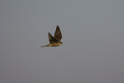 BUITEN BEELD Foto: 23663
