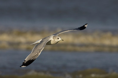 BUITEN BEELD Foto: 23667