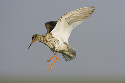 BUITEN BEELD Foto: 23673