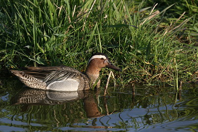 BUITEN BEELD Foto: 23680