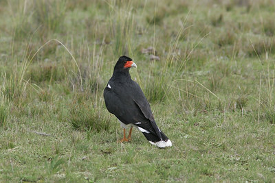 BUITEN BEELD Foto: 23711