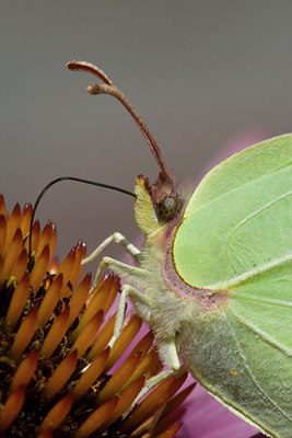 BUITEN BEELD Foto: 23778