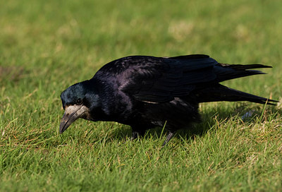 BUITEN BEELD Foto: 23785