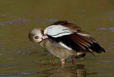 BUITEN BEELD Foto: 23787