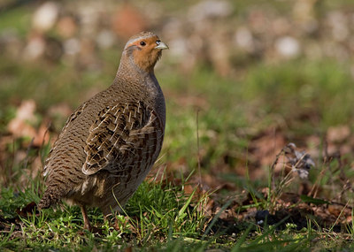 BUITEN BEELD Foto: 23791